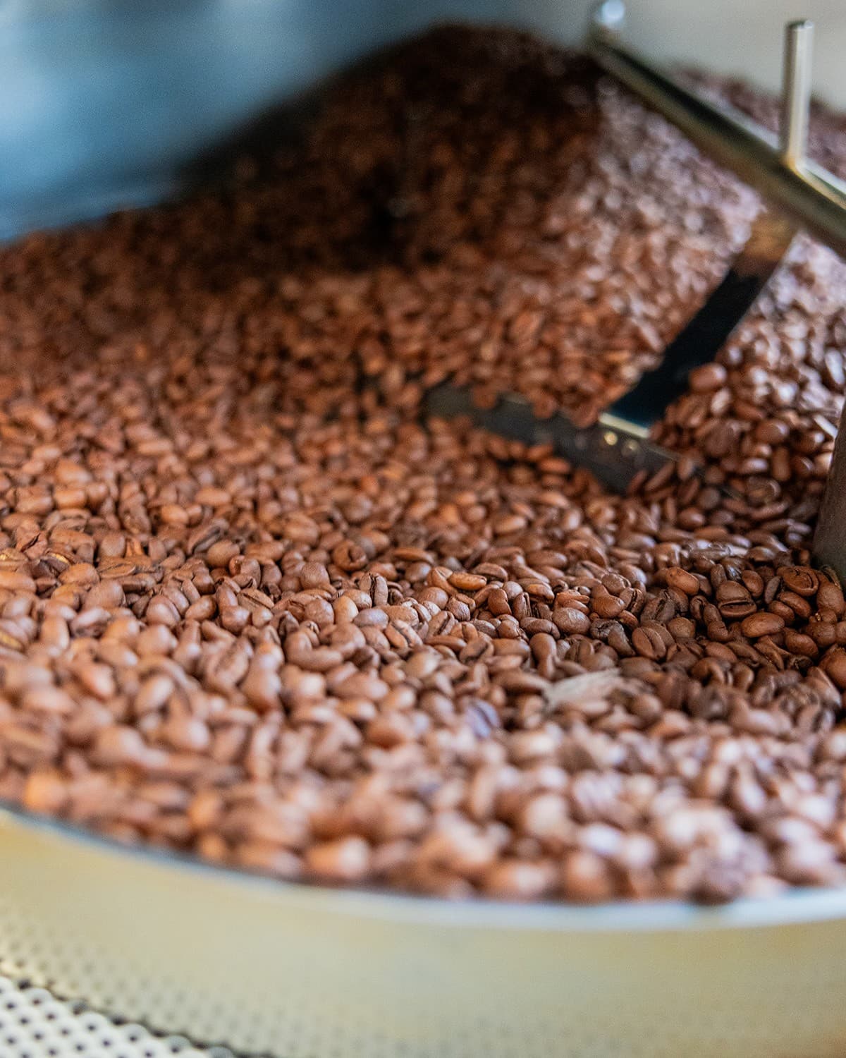 Close-up of freshly roasted coffee beans in a roaster's cooling tray